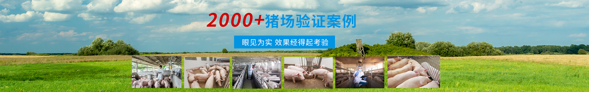 養(yǎng)殖經(jīng)驗-商丘市森澳達動物藥業(yè)有限公司